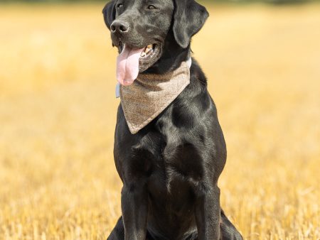 Bandana In Inchmurrin Umber by Lords & Labradors Sale