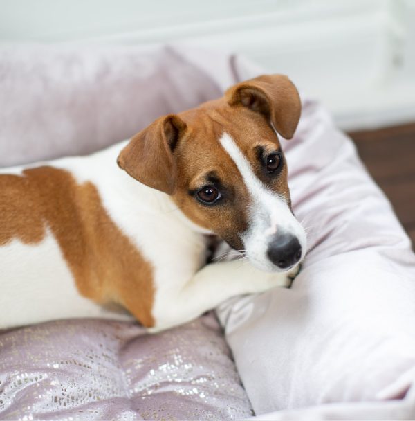 Box Bed For Dogs in Rose Gold Velvet by Lords & Labradors Online now