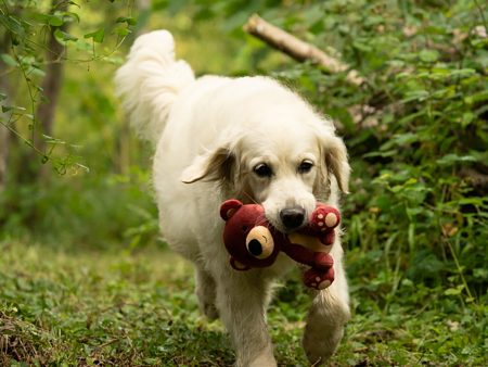 Bruno Baby Bear Christmas Plush Dog Toy Online now