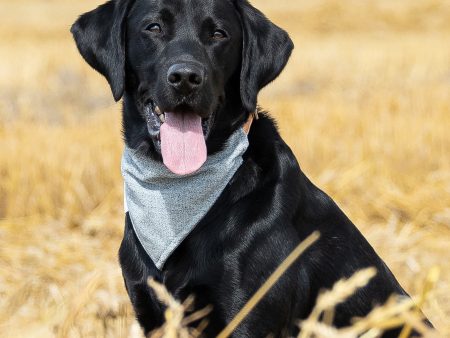 Bandana In Inchmurrin Iceberg by Lords & Labradors For Sale