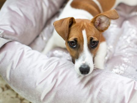 Box Bed For Dogs in Rose Gold Velvet by Lords & Labradors Online now