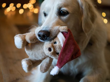 Christmas Teddy Plush Dog Toy Discount