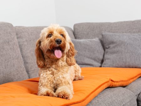 Sofa Topper in Pumpkin Velvet by Lords & Labradors Online Sale