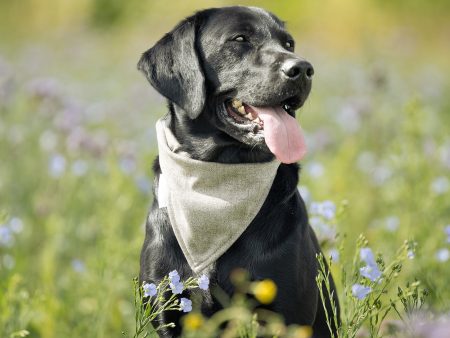 Bandana In Inchmurrin Ground by Lords & Labradors Fashion